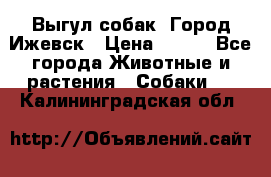 Выгул собак. Город Ижевск › Цена ­ 150 - Все города Животные и растения » Собаки   . Калининградская обл.